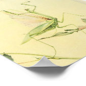 Poster Illustration d'insectes vintages (Coin)