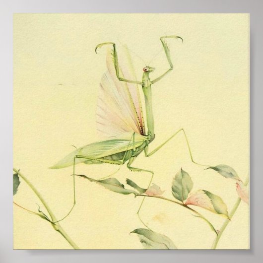 Poster Illustration d'insectes vintages (Devant)