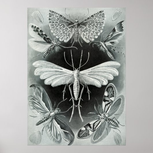 Poster Illustration d'insectes vintages (Devant)