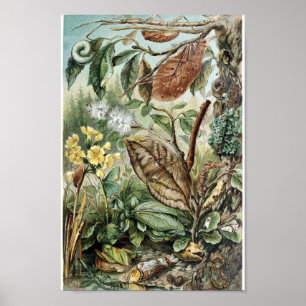 Poster Illustration d'insectes vintages