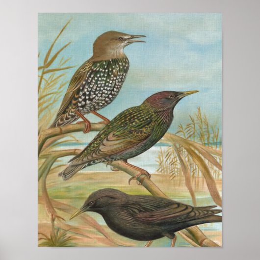 Poster Illustration d'oiseau Vintage Starlings (Devant)