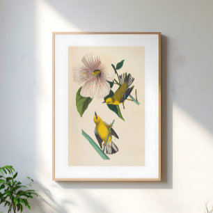 Poster Illustration d'oiseaux jaunes vintage sur fleur