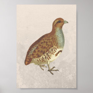Poster Illustration d'oiseaux perdrix
