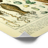 Poster Illustration d'Oiseaux vintages (Coin)