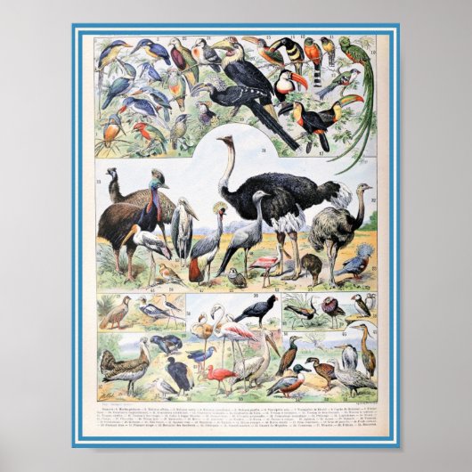 Poster Illustration d'oiseaux vintages (Devant)