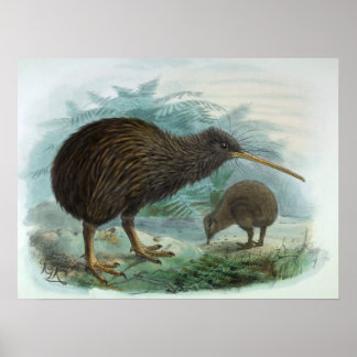 Poster Illustration d'oiseaux Vintages de Kiwi Brown Nort