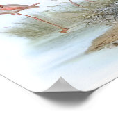 Poster Illustration d'oiseaux Vintages Flamant rose (Coin)