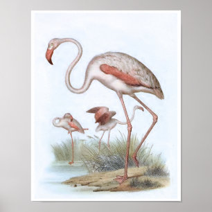 Poster Illustration d'oiseaux Vintages Flamant rose