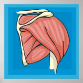 Poster Illustration d'organe (Devant)