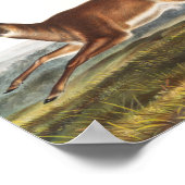 Poster Illustration du cerf à queue longue (Cervus leucur (Coin)
