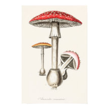 Illustration du champignon Amanita Muscaria (