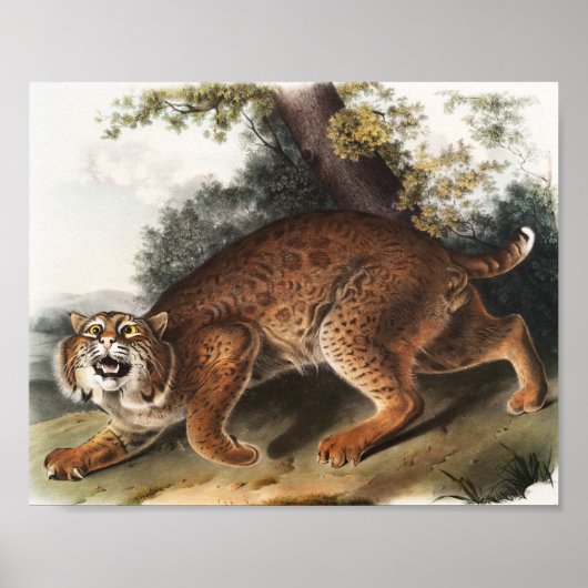 Poster Illustration du chat sauvage américain (Lynx rufus (Devant)