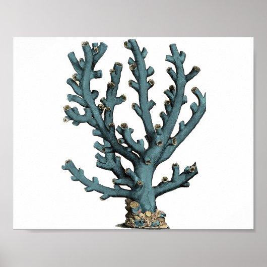 Poster Illustration du corail de mer antique (Devant)