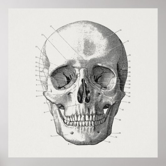 Poster Illustration du diagramme crâne classique (Devant)