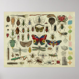 Poster Illustration du diagramme des insectes vintages (1