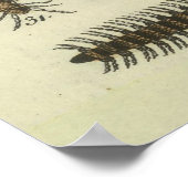 Poster Illustration du diagramme des insectes vintages (1 (Coin)