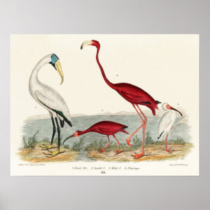 Poster Illustration du Flamant rose vintage