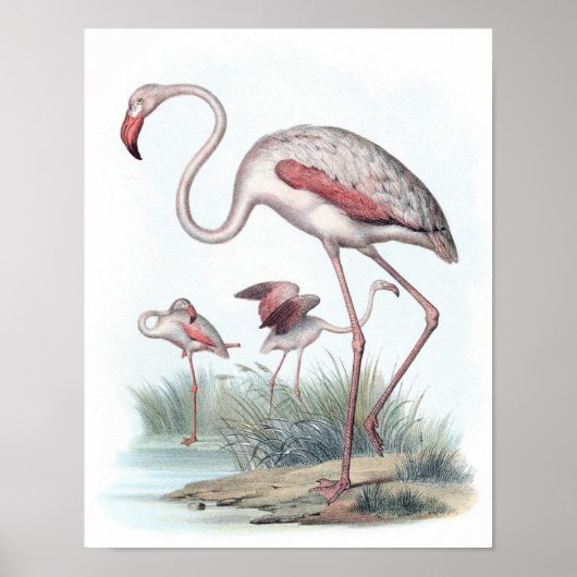 Poster Illustration du Flamant rose vintage (Devant)