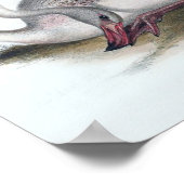 Poster Illustration du Flamant rose vintage (Coin)