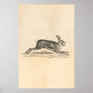 Poster Illustration du lapin lapin lièvre vintage des ann
