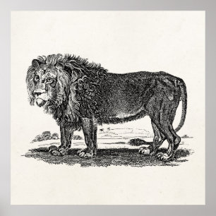 Poster Illustration du lion vintage - Animal africain des