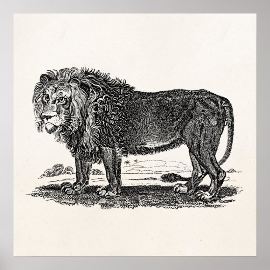 Poster Illustration du lion vintage - Animal africain des (Devant)