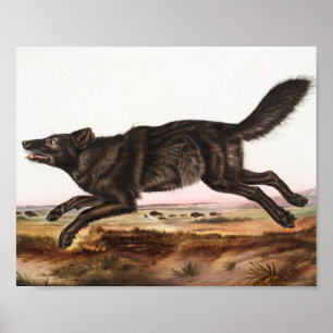 Poster Illustration du loup noir américain (Canis lupus)