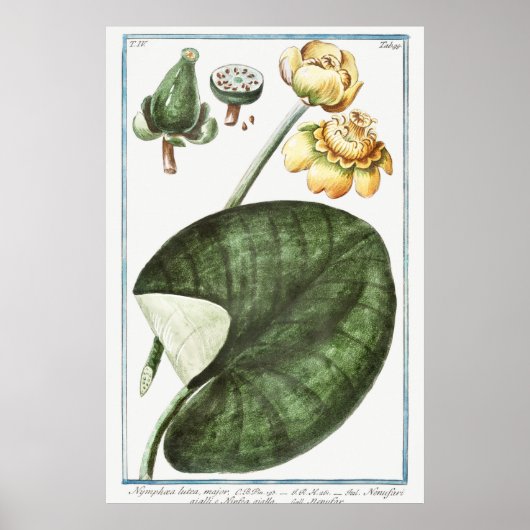 Poster Illustration du Nénuphar vintage (Devant)