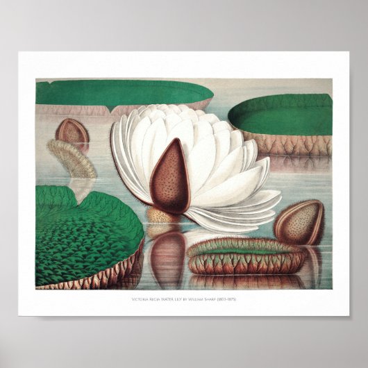 Poster Illustration du Nénuphar vintage (Devant)