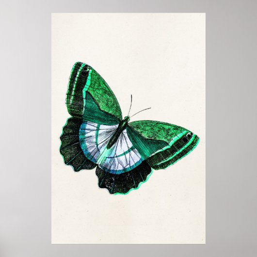Poster Illustration du papillon vert antique vintage des  (Devant)