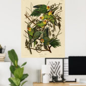 Poster Illustration du perroquet de Caroline d'Audubon (Bureau à domicile)