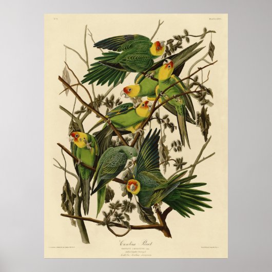 Poster Illustration du perroquet de Caroline d'Audubon (Devant)