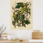 Poster Illustration du perroquet de Caroline d'Audubon (Cuisine)