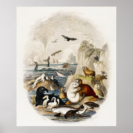 Poster Illustration du phoque vintage (Devant)