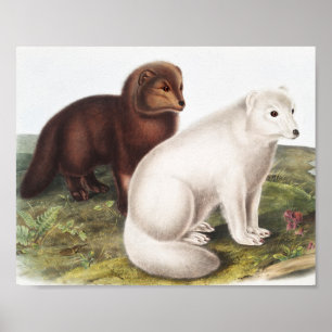 Poster Illustration du renard arctique (Vulpes lagopus)