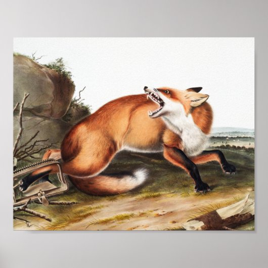 Poster Illustration du Renard rouge américain (Vulpes Ful (Devant)