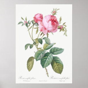Poster Illustration du Rose vintage