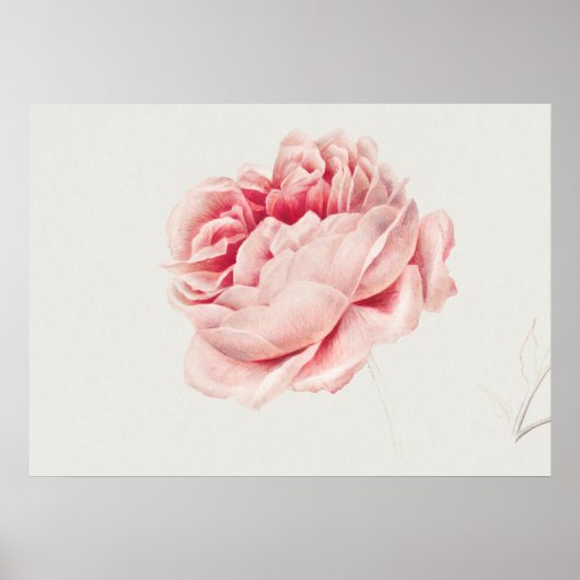Poster Illustration du Rose vintage (Devant)
