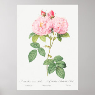 Poster Illustration du Rose vintage