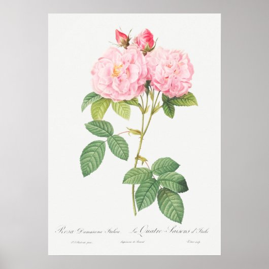 Poster Illustration du Rose vintage (Devant)