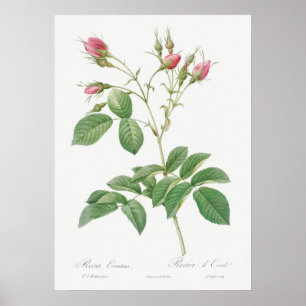 Poster Illustration du Rose vintage