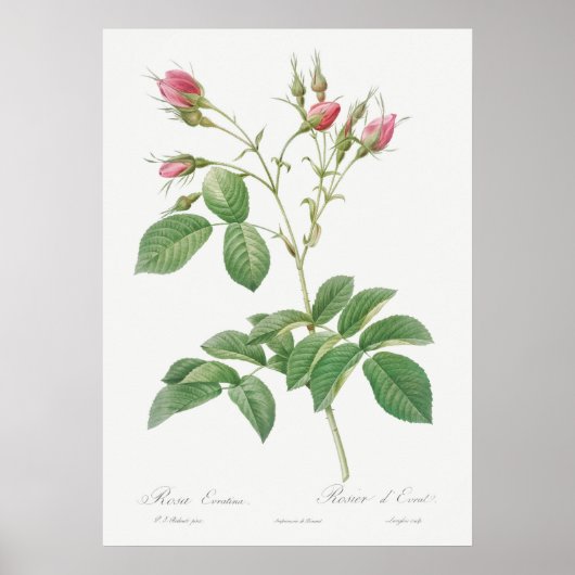 Poster Illustration du Rose vintage (Devant)