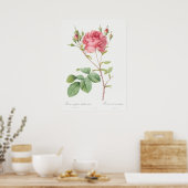 Poster Illustration du Rose vintage (Cuisine)