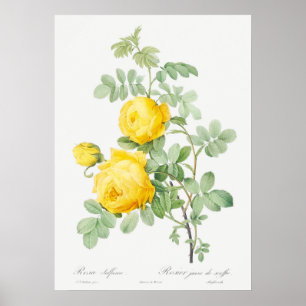 Poster Illustration du Rose vintage