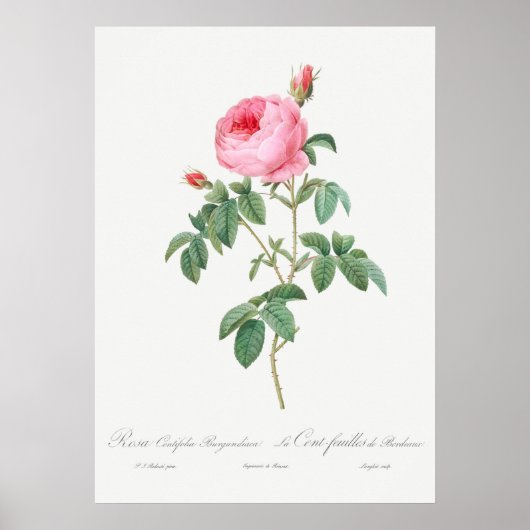 Poster Illustration du Rose vintage (Devant)
