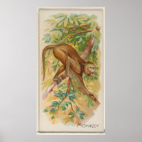 Illustration du singe vert vintage de la Barbade