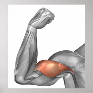 Poster Illustration d'un bras fléchi montrant le biceps