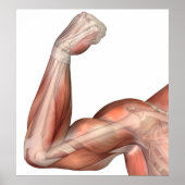 Poster Illustration D'Un Bras Flexé Montrant Des Biceps H (Devant)