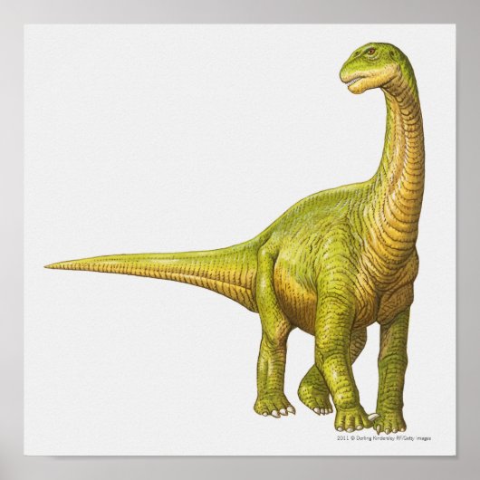 Poster Illustration d'un Camarasaurus (Devant)