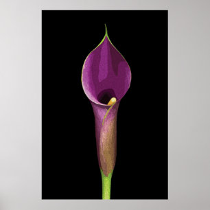 Poster Illustration élégante de calla violet